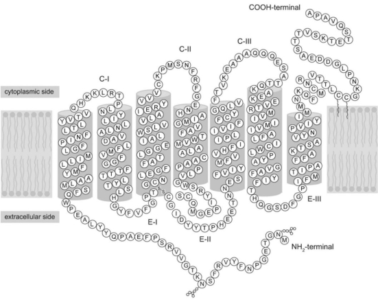 Refer to the following paragraph and Figure 3.1 to answer the following questions.     Figure 3.1 Since structure correlates so well with function,biochemists are constantly looking for new ways to probe the complex structure of proteins in order to understand what they do and how they do it.One of the most powerful techniques in existence today is X-ray crystallography.The main difficulty with this technique is getting the protein to crystallize.Once crystallized,the protein is bombarded with X-rays to create a pattern that can be analyzed mathematically to determine the three-dimensional structure of the protein.This analysis has been performed by Krzysztof Palczewski on the protein rhodopsin,which is a light-sensitive protein found in species ranging from ancient bacteria (archaea)to humans.The structure (schematically shown above,where each letter represents an amino acid)is characterized by a single polypeptide chain with several α-helical segments that loop back and forth across the cell membrane.Another notable feature is the disulfide bond (-S-S-)that can be seen at the bottom of the third transmembrane segment.[Figure adapted from K.Palczewski et al. ,Science 289 (2000): 739.] -How many times does the protein in Figure 3.1 cross the cell membrane?