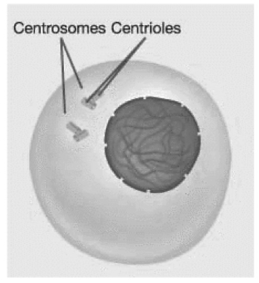 Figure 11.1 -Based on structures present in Figure 11.1,this cell is in which substage of interphase?