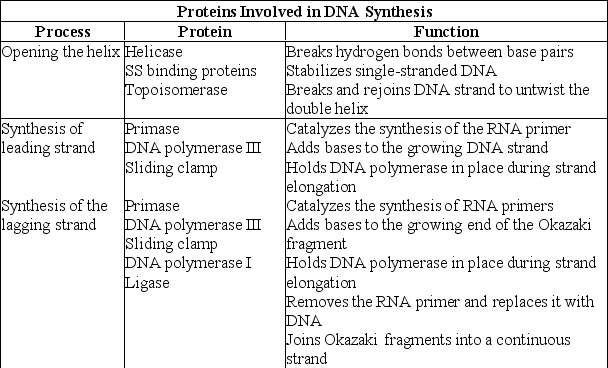 <strong>What can you infer from the information presented in this table? </strong> A)DNA polymerase I and DNA polymerase III are the same enzyme found in different organisms. B)DNA polymerase I and DNA polymerase III have different functions. C)The sliding clamp molecule is a ribozyme. D)Topoisomerase is involved in proofreading activity.