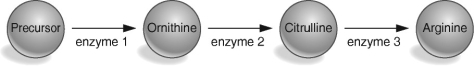 <strong> According to the table and figure above,which enzyme is defective in the strain with the arg2 mutation?</strong> A)the enzyme that converts the precursor to ornithine B)the enzyme that converts ornithine to citrulline C)the enzyme that converts citrulline to arginine D)the enzyme that converts the precursor to citrulline