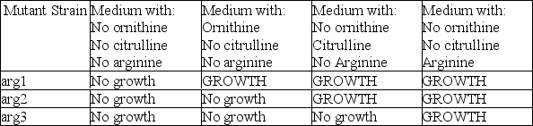 <strong> According to the table and figure above,which enzyme is defective in the strain with the arg2 mutation?</strong> A)the enzyme that converts the precursor to ornithine B)the enzyme that converts ornithine to citrulline C)the enzyme that converts citrulline to arginine D)the enzyme that converts the precursor to citrulline