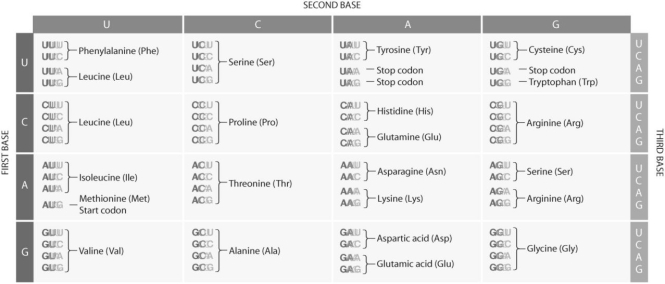 <strong>Figure 15.5. Use the figure to answer the following question(s). Refer to Figure 15.5.If you had a mRNA for which the codons were read beginning from the start codon,which amino acids would be added (in order)? UCUGAUGGGCUUU…</strong> A)serine,aspartic acid,glycine,leucine B)methionine,glycine,phenylalanine C)methionine,valine,glycine,phenylalanine D)threonine,methionine,glycine