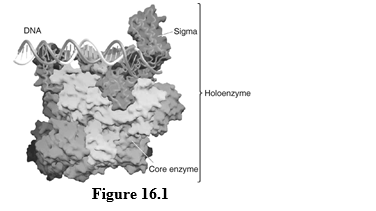 <strong>Figure 16.1 The enzyme complex associated with DNA in the figure is _____.</strong> A)helicase B)DNA polymerase C)RNA polymerase D)topoisomerase
