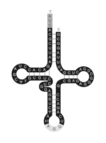 Figure 16.3. -Refer to Figure 16.3.What is the function of the ACC sequence at the 3' end?