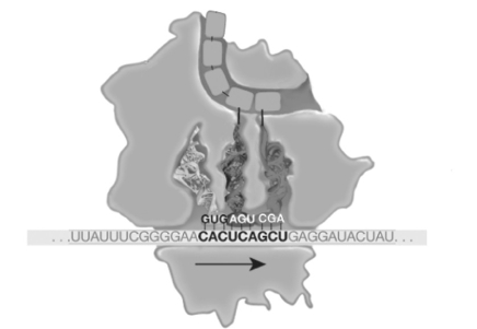 Figure 16.4. -Refer to Figure 16.4.During elongation,which site in the ribosome represents the location where a codon is being read?