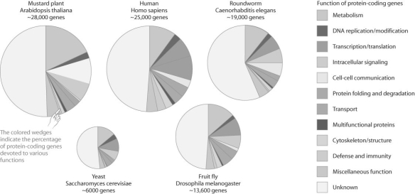 <strong> The figure above compares the proportion of genes devoted to various functions in a set of model organisms.Based on this figure,which one of the following statements is false?</strong> A)The function of roughly half of eukaryotic genes is unknown. B)Humans have the highest proportion of genes devoted to defense and immunity. C)The mustard plant and yeast have a small fraction of genes devoted to cell communication. D)A relatively small but similar proportion of genes are devoted to transcription and translation in all these organisms. E)Drosophila is unusual in having so few genes devoted to protein folding and degradation.