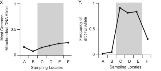 <strong>Figure 24.3 In Figure 24.3,chart X above shows the frequency of the most common neutral mitochondrial DNA allele (an allele for a gene that does not affect and is not linked to coat color)across six pocket-mouse populations.Populations C,D,and E live on dark volcanic rock;populations A,B,and F live on light-colored granite.Compare this figure with chart Y above.What should you conclude after comparing these two figures?</strong> A)The most common neutral mitochondrial DNA allele is strongly associated with substrate color. B)The most common neutral mitochondrial DNA allele is strongly associated with the frequency of the Mc1r D allele. C)The most common neutral mitochondrial DNA allele varies more among populations than does the Mc1r D allele. D)Little to no correlation exists between neutral mitochondrial DNA alleles and habitat color.