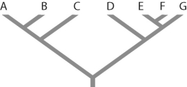 <strong>Figure 26.1 Refer to Figure 26.1.Which of the following forms a monophyletic group?</strong> A)A,B,C,D B)C and D C)D,E,and F D)E,F,and G E)all of the above