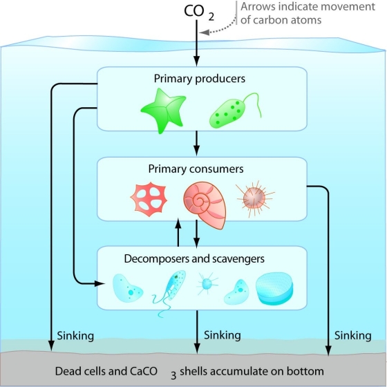 <strong>Figure 29.5 Which of the following might be a result of adding a secondary consumer (a species that feeds on primary consumers)to the aquatic ecosystem illustrated above?</strong> A)a decrease in the number of primary consumers B)a decrease in the population of decomposers C)an increase in atmospheric CO₂ D)an increase in the population of scavengers E)a decrease in the carbon sink
