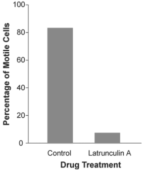 <strong>Figure 29.3 Use the following information when answering the corresponding question(s). The mechanism of cell crawling in protist species is not well defined.The textbook states that pseudopodia extension involves interactions between actin and myosin (the same molecules that are involved in mammalian muscle contraction).However,prior to the study described below,no one had provided convincing data that actin and myosin were actually involved in cell crawling in protists.Anatomical studies had identified the cytoskeletal protein actin just below the surface of the cell membrane in several species of protist;but physiological studies had failed to show a functional link between actin,myosin,and cell crawling. In a study by N.Poulsen et al.(Diatom gliding is the result of an actin-myosin motility system,Cell Motility and the Cytoskeleton 44 (1999):23-22),researchers tested whether motility in a particular species of diatom involves interactions between actin and myosin. Refer to the study by Poulsen et al.and Figure 29.3.The data graphed in Figure 29.3 could be an artifact if latrunculin A kills this species of diatoms (i.e. ,that may be why the cells are not moving).Which of the following would be the best evidence that latrunculin A is not killing the cells?</strong> A)When the toxin was washed off the culture,the cells began to move again. B)There were still a small percentage of motile cells in the culture treated with the toxin. C)Most of the cells in the control were moving,indicating that they were alive. D)When the toxin was applied to another species of diatom,25% of them continued to move.