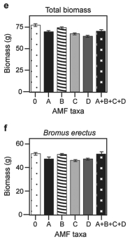 <strong>Figure 31.5 Use the graphs in Figures 31.4 and 31.5 and the following information when answering the corresponding questions. Canadian and Swiss researchers (van der Heijden et al. ,1998),interested in factors affecting biodiversity,grew a variety of grassland plants in combination with one of four arbuscular mycorrhizal (AMF)species,no AMF,or all four AMF species together;and they measured plant growth under each set of conditions.All plant species were grown in each plot,so they always competed with each other with the only difference being which AMF were present.Use the graphs in Figure 31.5 to answer the questions that follow.Note that the x-axis labels indicate the number and identity of AMF species (bar 0 = no fungi;bars A-D = individual AMF species;bar A+B+C+D = all AMF species together).The y-axis indicates the amount (grams)of plant biomass for the species shown in italics above each graph.Graph (e)is the total biomass (grams)of all 11 plant species combined;graph (f)is the biomass of Bromus erectus plants only,separated from the total. Figure 31.4 Figure 31.5 Based on graphs (e)and (f)in Figure 31.5,which is the most well-supported prediction for the effect on total plant biomass if AMF diversity were increased to eight species?</strong> A)No effect is predicted,because the dominant species is unaffected by AMF diversity. B)Total biomass for eight species would double in comparison to that for four species. C)Rare species would produce more biomass compared to the case when fewer AMF are present. D)No effect is predicted,because the dominant species is non-mycorrhizal.