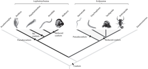 <strong>Figure 33.1 Refer to Figure 33.1.Suppose new molecular analyses indicated that the phylum Annelida had diverged from the arthropod lineage after Onychophora and Tardigrada.What would this imply about protostome evolution?</strong> A)Segmentation evolved only once within protostomes. B)The annelid lineage gained and then lost the ability to molt. C)The annelid lineage gained and then lost jointed limbs. D)Segmentation evolved only once within protostomes;the annelid lineage gained and then lost the ability to molt. E)Segmentation evolved only once within protostomes;the annelid lineage gained and then lost jointed limbs.