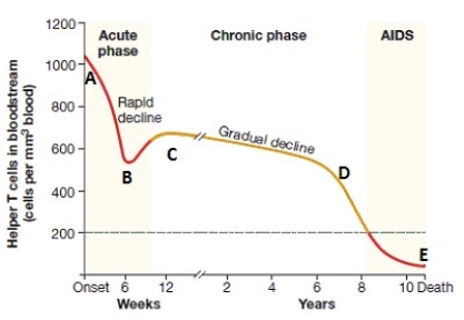 <strong>Figure 35.1 Seroconversion occurs when a person's immune system begins to manufacture antibodies against the HIV virus.Where on the graph in Figure 35.1 does seroconversion occur?</strong> A)point B B)point A C)point C D)point D E)point E