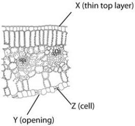 <strong>For each of the structures indicated on the diagram of a cross section of a plant leaf (below),indicate the function from the following list,for which it is most likely an adaptation to life on land. </strong> A)absorption of CO₂ B)retention of water C)evaporation of water D)collection of light E)release of CO₂ 1)Structure X 2)Structure Y 3)Structure Z