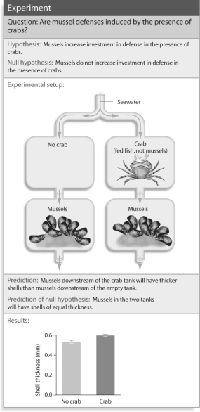 <strong>Figure 53.4 Based on Figure 53.4,what result would you expect if you replaced the crabs with broken mussel shells?</strong> A)the same result as the experiment with crabs B)no difference in shell thickness C)a higher degree of difference than the crab experiment D)impossible to hypothesize