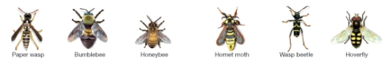 <strong>Figure 53.5 In Figure 53.5,which individuals are displaying Batesian mimicry?</strong> A)the Paper Wasp,Bumblebee,and Honeybee B)the Hornet Moth,Wasp Beetle,and Hoverfly C)All of the insects are displaying Batesian mimicry. D)None of the insects are displaying Batesian mimicry.