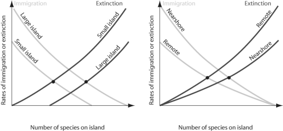 <strong>Figure 53.11 Which of the following statements regarding Figure 53.11 is true?</strong> A)Immigration rates are higher on smaller islands. B)Extinction rates are highest on large islands close to the mainland. C)Species richness should be higher on larger islands close to mainland. D)Species diversity should be highest on larger islands away from mainland.