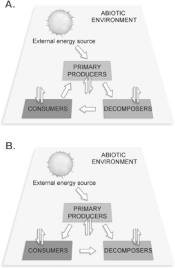 Figure 54.1 How are the components in Figure 54.1 linked by the flow of energy?