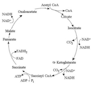 <strong>Use the accompanying figure to answer the question(s) below. Starting with citrate, which of the following combinations of products would result from three acetyl-CoA molecules entering the citric acid cycle (see the accompanying figure)?</strong> A) 1 ATP, 2 CO2, 3 NADH, and 1 FADH2 B) 2 ATP, 2 CO2, 3 NADH, and 3 FADH2 C) 3 ATP, 3 CO2, 3 NADH, and 3 FADH2 D) 3 ATP, 6 CO2, 9 NADH, and 3 FADH2 E) 38 ATP, 6 CO2, 3 NADH, and 12 FADH2