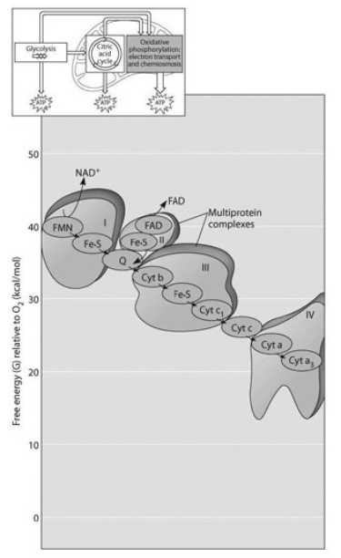<strong>Use the accompanying figure to answer the following question(s). The accompanying figure shows the electron transport chain. Which of the following is the combination of substances that is initially added to the chain?</strong> A) oxygen, carbon dioxide, and water B) NAD+, FAD, and electrons C) NADH, FADH2, and protons D) NADH, FADH2, and O2 E) oxygen and protons