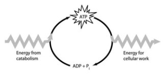 <strong>  How do cells use the ATP cycle shown in the figure?</strong> A) Cells use the cycle to recycle ADP and phosphate. B) Cells use the cycle to recycle energy released by ATP hydrolysis. C) Cells use the cycle to recycle ADP, phosphate, and the energy released by ATP hydrolysis. D) Cells use the cycle to generate or consume water molecules as needed. E) Cells use the cycle primarily to generate heat. <div style=padding-top: 35px> 