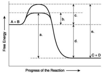 <strong>The following question(s) are based on the reaction A + B ↔ C + D shown in the accompanying figure.   Which of the following represents the difference between the free-energy content of the reactants and the free-energy content of the products in the figure?</strong> A) a B) b C) c D) d E) e <div style=padding-top: 35px> 