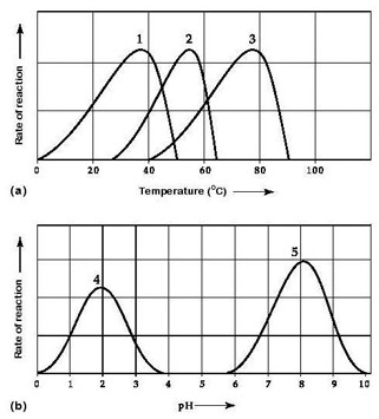 <strong>  Activity of various enzymes at various temperatures (a) and at various pH (b). Which curves on the accompanying graphs may represent the temperature and pH profiles of an enzyme taken from a bacterium that lives in a mildly alkaline hot springs at temperatures of 70°C or higher?</strong> A) curves 1 and 5 B) curves 2 and 4 C) curves 2 and 5 D) curves 3 and 4 E) curves 3 and 5 <div style=padding-top: 35px> 