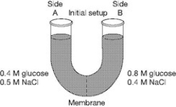 <strong>The solutions in the arms of a U-tube are separated at the bottom of the tube by a selectively permeable membrane. The membrane is permeable to sodium chloride but not to glucose. Side A is filled with a solution of 0.4 M glucose and 0.5 M sodium chloride (NaCl), and side B is filled with a solution containing 0.8 M glucose and 0.4 M sodium chloride. Initially, the volume in both arms is the same.   Refer to the figure. At the beginning of the experiment,</strong> A) side A is hypertonic to side B. B) side A is hypotonic to side B. C) side A is isotonic to side B. D) side A is hypertonic to side B with respect to glucose. E) side A is hypotonic to side B with respect to NaCl. <div style=padding-top: 35px> 
