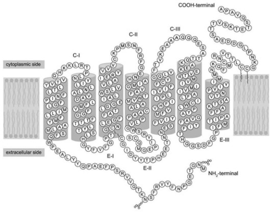 <strong>Refer to the following paragraph and accompanying figure to answer the following question(s).   Which term best describes the type of membrane protein in the figure?</strong> A) peripheral B) external C) internal D) integral <div style=padding-top: 35px> 