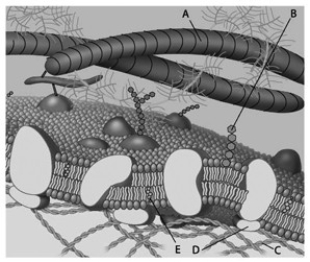 <strong>For the following question(s), match the labeled component of the cell membrane in the figure with its description.   Which component is a peripheral protein?</strong> A) A B) B C) C D) D E) E <div style=padding-top: 35px> 
