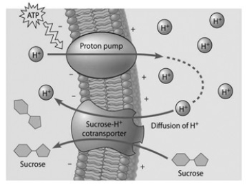 <strong>  Based on the accompanying figure, which of these experimental treatments would increase the rate of sucrose transport into the cell?</strong> A) decreasing extracellular sucrose concentration B) decreasing extracellular pH C) decreasing cytoplasmic pH D) adding an inhibitor that blocks the regeneration of ATP E) adding a substance that makes the membrane more permeable to hydrogen ions <div style=padding-top: 35px> 
