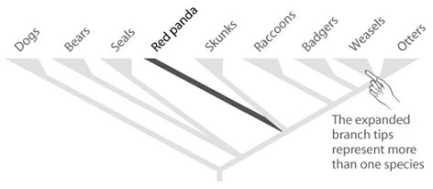 According to the accompanying figure, which of the following explains why the red panda is an important species to preserve?