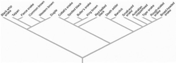 <strong> Based on the accompanying figure, what snake antivenom would you administer to a person bitten by a king brown snake if king brown snake antivenom were not available?</strong> A) taipan B) common brown snake C) red-bellied black snake D) death adder E) tiger snake