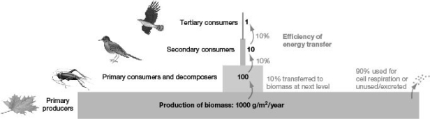 <strong> After looking at the accompanying figure, what can be said about productivity in this ecosystem?</strong> A) Nothing can be said based on this information. B) About 90% of the energy is lost between most trophic levels. C) About 10% of the energy is lost between most trophic levels. D) Productivity increases with each trophic level.