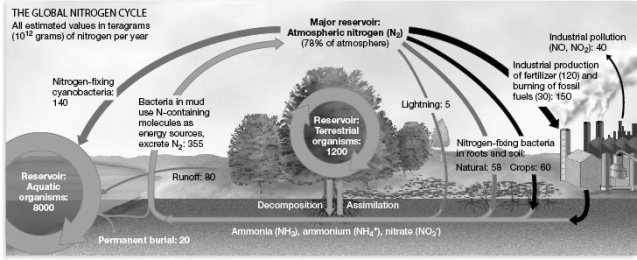 <strong> Consider the global nitrogen cycle depicted in the accompanying figure. What is the limiting portion of the cycle for plants?</strong> A) industrial nitrogen fixation B) nitrogen lost to the atmosphere C) internal nitrogen cycling in the oceans D) nitrogen fixation by bacteria