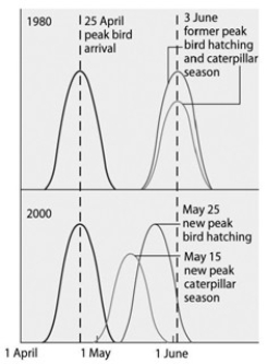 <strong>Use the following graph and information to answer the question below. Flycatcher birds that migrate from Africa to Europe feed their nestlings a diet that is almost exclusively moth caterpillars. The graph shows the mean dates of arrival, bird hatching, and peak caterpillar season for the years 1980 and 2000. The shift in the peak of caterpillar season is most likely due to ________.</strong> A) pesticide use B) earlier migration returns of flycatchers C) an innate change in the biological clock of the caterpillars D) global warming E) acid precipitation in Europe