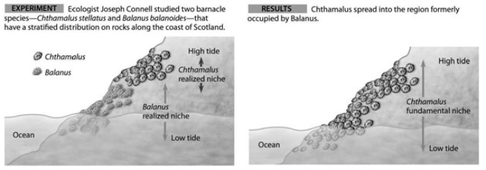<strong>Use the accompanying diagram to answer the question(s) below. Which of the following statements is a valid conclusion of this experiment?</strong> A) Balanus can survive only in the lower intertidal zone because it is unable to resist desiccation. B) Balanus is inferior to Chthamalus in competing for space on rocks lower in the intertidal zone. C) The two species of barnacles do not compete with each other because they feed at different times of day. D) The removal of Balanus shows that the realized niche of Chthamalus is smaller than its fundamental niche. E) If Chthamalus were removed, Balanus's fundamental niche would become larger.