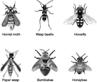 <strong> In the accompanying figure, which individuals are displaying Batesian mimicry?</strong> A) the paper wasp, bumblebee, and honeybee B) the hornet moth, wasp beetle, and hoverfly C) All of the insects are displaying Batesian mimicry. D) None of the insects is displaying Batesian mimicry.