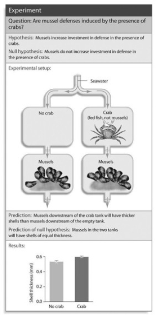 <strong> What conclusion can you draw from the accompanying figure?</strong> A) Without direct contact, mussels can sense the presence of crabs. B) Mussels can sense the presence of crabs only visually. C) Mussels are increasing their shell thickness in response to water current. D) Shell thickness is a non-inducible defense. E) Crabs hunt for mussels by focusing on the chemicals they emit into the water.