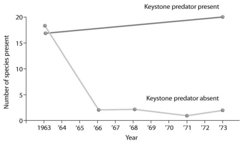 <strong>The symbols +, −, and 0 are to be used to show the results of interactions between individuals and groups of individuals in the examples that follow. The symbol + denotes a positive interaction, − denotes a negative interaction, and 0 denotes where individuals are not affected by interacting. The first symbol refers to the first organism mentioned. What does the graph in the accompanying figure tell you about the definition of a keystone species?</strong> A) A keystone species has little interaction with other species in an environment. B) Removing a keystone species from the community drastically reduces diversity. C) Adding a keystone species to the community will make it more diverse. D) Removing a keystone species from the community will eventually allow for the invasion of a new species.