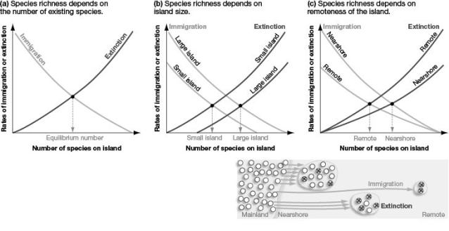 <strong> Which of the following statements regarding the figure shown is TRUE?</strong> A) Immigration rates are higher on smaller islands. B) Extinction rates are highest on large islands close to the mainland. C) Species richness should be higher on larger islands close to the mainland. D) Species diversity should be highest on larger islands away from the mainland.