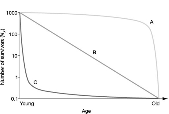 <strong> In the figure, which of the following survivorship curves most applies to humans living in developed countries?</strong> A) curve A B) curve B C) curve C D) curve A or curve B