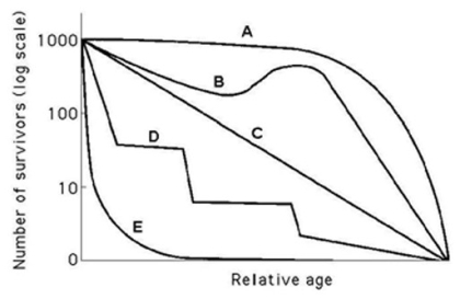 <strong>Use the survivorship curves in the accompanying figure to answer the following questions. Referring to the figure, which curve best describes survivorship in elephants?</strong> A) A B) B C) C D) D E) E