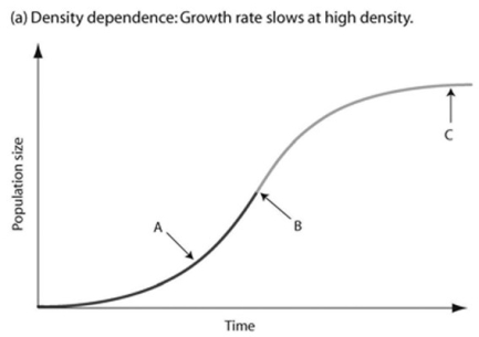 <strong> In the accompanying figure, which of the arrows represents the carrying capacity?</strong> A) arrow A B) arrow B C) arrow C D) Carrying capacity cannot be found in the figure because species under density-dependent control never reach carrying capacity.