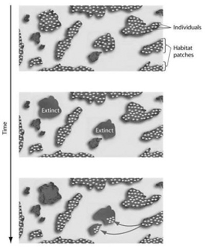 <strong> The figure shown here represents the dynamics of ________.</strong> A) metapopulations B) extinction C) emigration D) both metapopulations and extinction E) both extinction and emigration