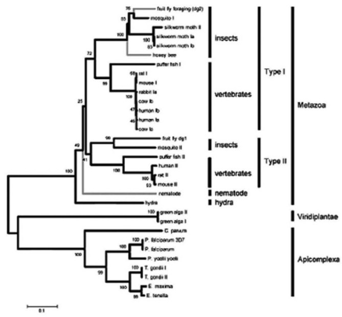<strong>Use the following information to answer the following question(s). The following are an abstract and figure from a paper that explores the evolutionary relationship between a protein kinase and behavior (M. Fitzpatrick and M. Sokolowski. 2004. In search of food: Exploring the evolutionary link between cGMP-dependent protein kinase (PKG) and behavior. Integrative and Comparative Biology 44:28-36). Abstract: Despite an immense amount of variation in organisms throughout the animal kingdom, many of their genes show substantial conservation in DNA sequence and protein function. Here we explore the potential for a conserved evolutionary relationship between genes and their behavioral phenotypes. We investigate the evolutionary history of cGMP-dependent protein kinase (PKG) and its possible conserved function in food-related behaviors. First identified for its role in the foraging behavior of fruit flies, the PKG encoded by the foraging gene had since been associated with the maturation of behavior (from nurse to forager) in honey bees and the roaming and dwelling food-related locomotion in nematodes. These parallels encouraged us to construct protein phylogenies using 32 PKG sequences that include 19 species. Our analyses suggest five possible evolutionary histories that can explain the apparent conserved link between PKG and behavior in fruit flies, honey bees, and nematodes. Three of these raise the hypothesis that PKG influences the food-related behaviors of a wide variety of animals including vertebrates. Moreover it appears that the PKG gene was duplicated some time between the evolution of nematodes and a common ancestor of vertebrates and insects whereby current evidence suggests only the for-like PKG might be associated with food-related behavior. These are neighbor joining trees that depict the evolutionary relationships of 32 PKG kinase domain and C-terminal amino acid sequences spanning 19 species of protozoans and metazoans. Values at the nodes represent the results of 5000 bootstrap replications. Lineages with known behavioral links with PKG are indicated by gray branches. Using the figure and the accompanying paragraph, and knowing that the PKG encoded by the foraging gene has recently been associated with the maturation of out-of-nest behavior in honeybees, what would be a logical explanation for this relationship? As animals mature, they ________.</strong> A) require more food; therefore, PKG levels must increase. B) are more likely to forage; therefore, PKG levels must increase. C) respond to pheromones from the queen, which increases PKG levels. D) are able to fly, an activity that is connected to the increase in PKG levels.