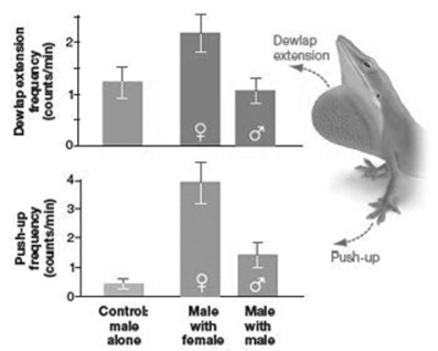 <strong>The accompanying graph shows data collected to test the hypothesis that the dewlap extension and the push-up displays of Anolis lizards play a role in sexual selection. Given this data, what can you conclude? </strong> A) The dewlap extension does not play a role in sexual selection, but push-up frequencies do. B) Both the dewlap extension and the push-up frequencies play a role in sexual selection. C) Neither the dewlap extension nor the push-up frequencies play a role in sexual selection. D) The dewlap extension plays a role in sexual selection, but the push-up frequencies do not.