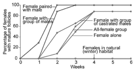 <strong> In the accompanying figure, which of the following conclusions is most logical based on the data?</strong> A) Females produce more eggs faster when exposed to breeding males. B) Females produce eggs faster when exposed to many males than do females paired with a male. C) All non-isolated females do just as well as isolated females. D) After four weeks together, females with males produce mature follicles to the same extent as females without males.