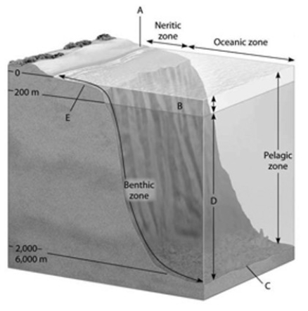 The diagram shows a generalized cross section of the marine environment with various zones labeled with letters. -Which zone experiences the most abiotic change over a 24-hour period?