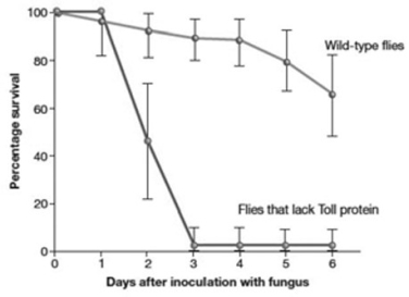 <strong>Mutant fruit flies that do not make Toll protein were tested for survival after fungal infection. The results shown in the accompanying graph support the hypothesis that ________.</strong> A) Toll protein is necessary for protection from death by fungal infection B) after fungal infection, wild-type flies die more rapidly than mutants lacking the Toll protein C) flies lacking the Toll protein die within one day of a fungal infection D) Toll proteins have a delayed affect in killing flies